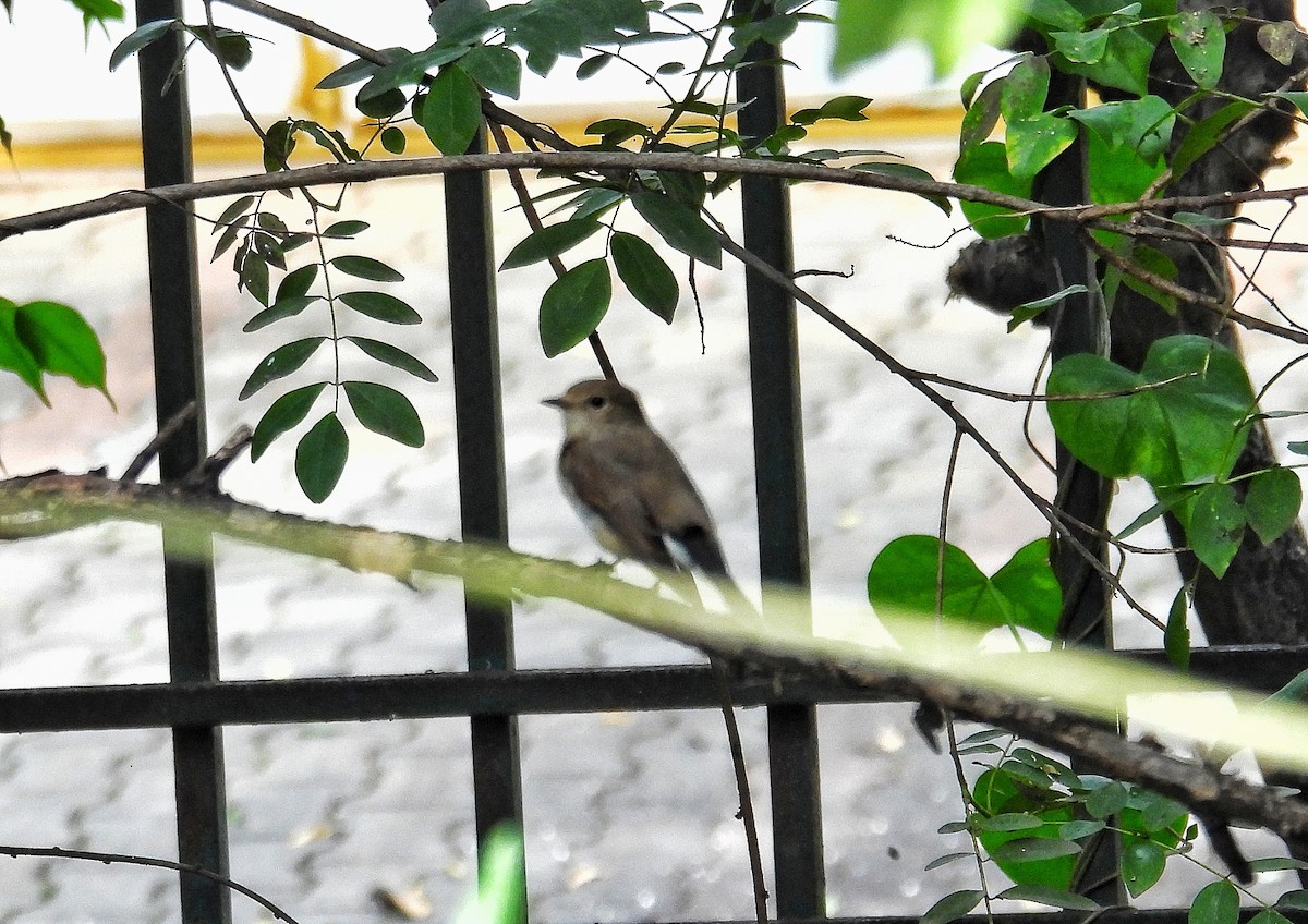 紅喉鶲 - ML646111642