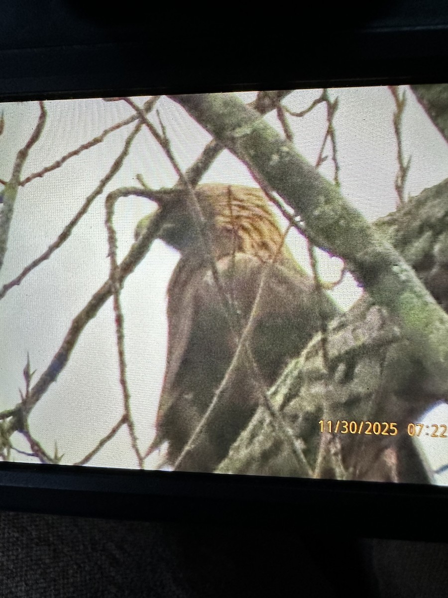 orel skalní - ML646111643