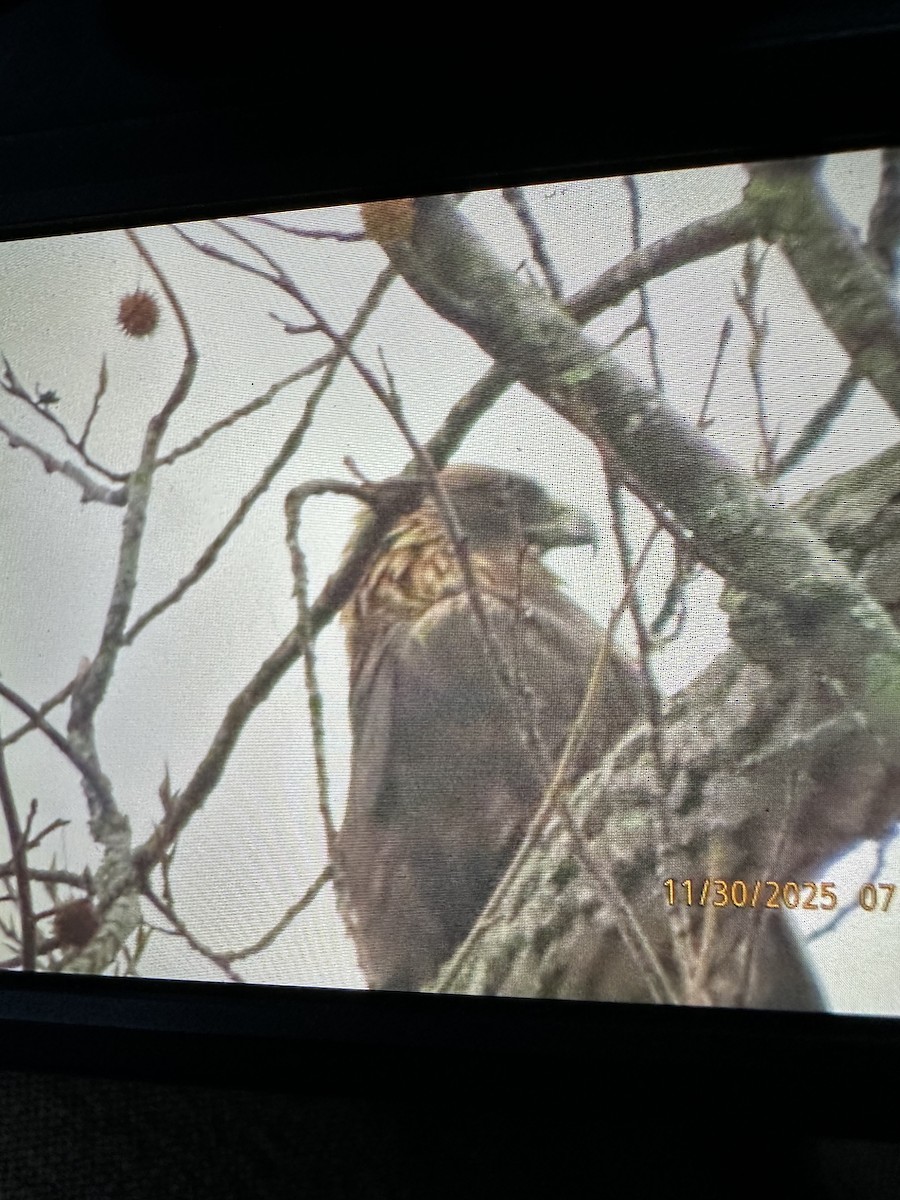 orel skalní - ML646111644