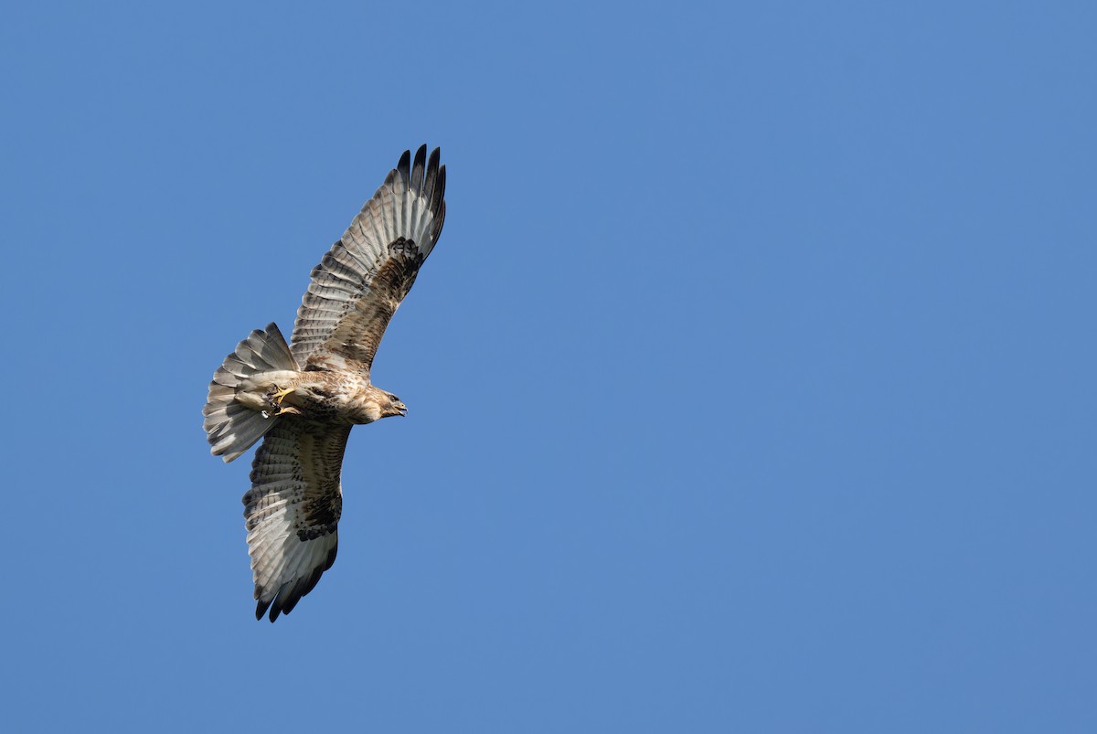 Eastern Buzzard - ML646111648