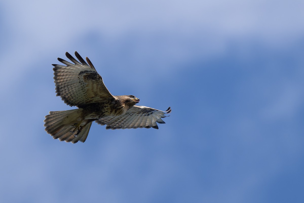Eastern Buzzard - ML646111649