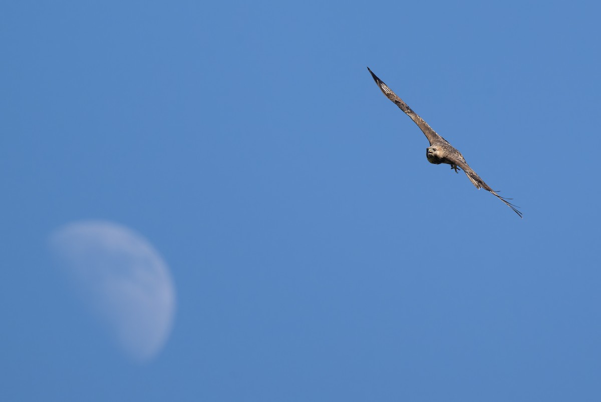 Eastern Buzzard - ML646111650