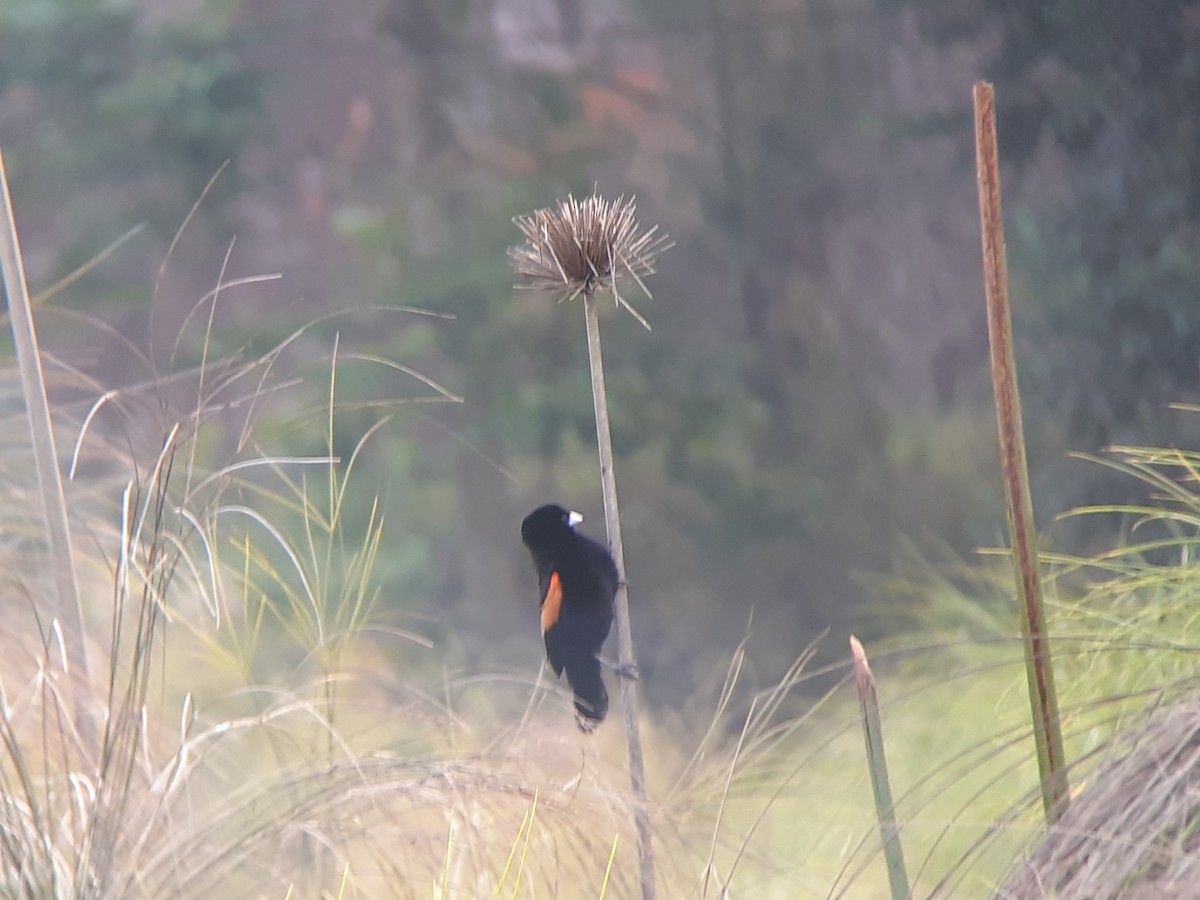 Fan-tailed Widowbird - ML646111651