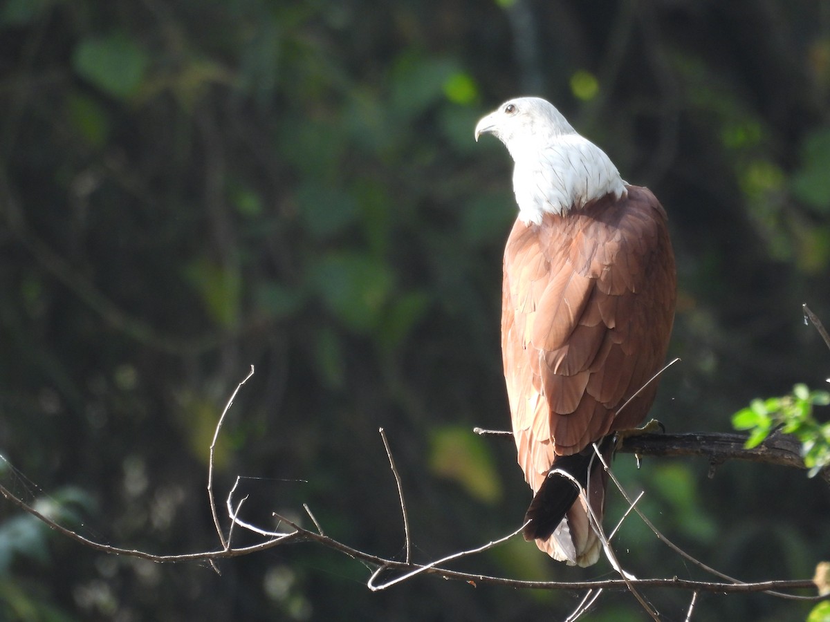 Brahman Çaylağı - ML646111653