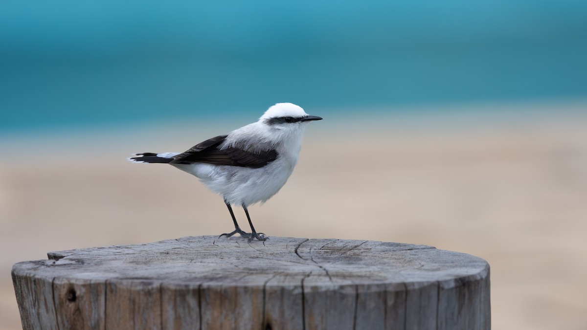 Масковый мухолов - ML646111659