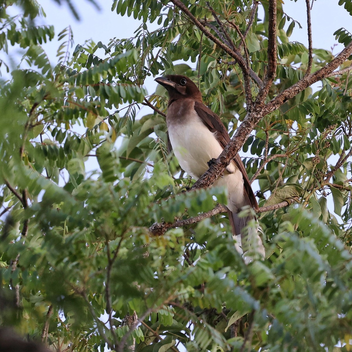 Brown Jay - ML646111661