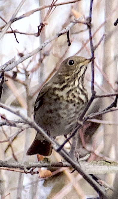 Hermit Thrush - ML646111663
