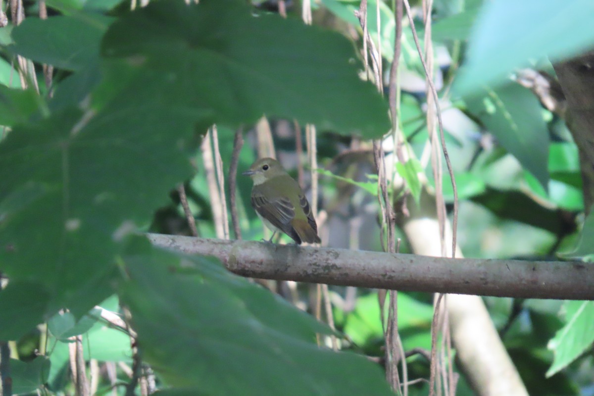 Narzissenschnäpper - ML646111664