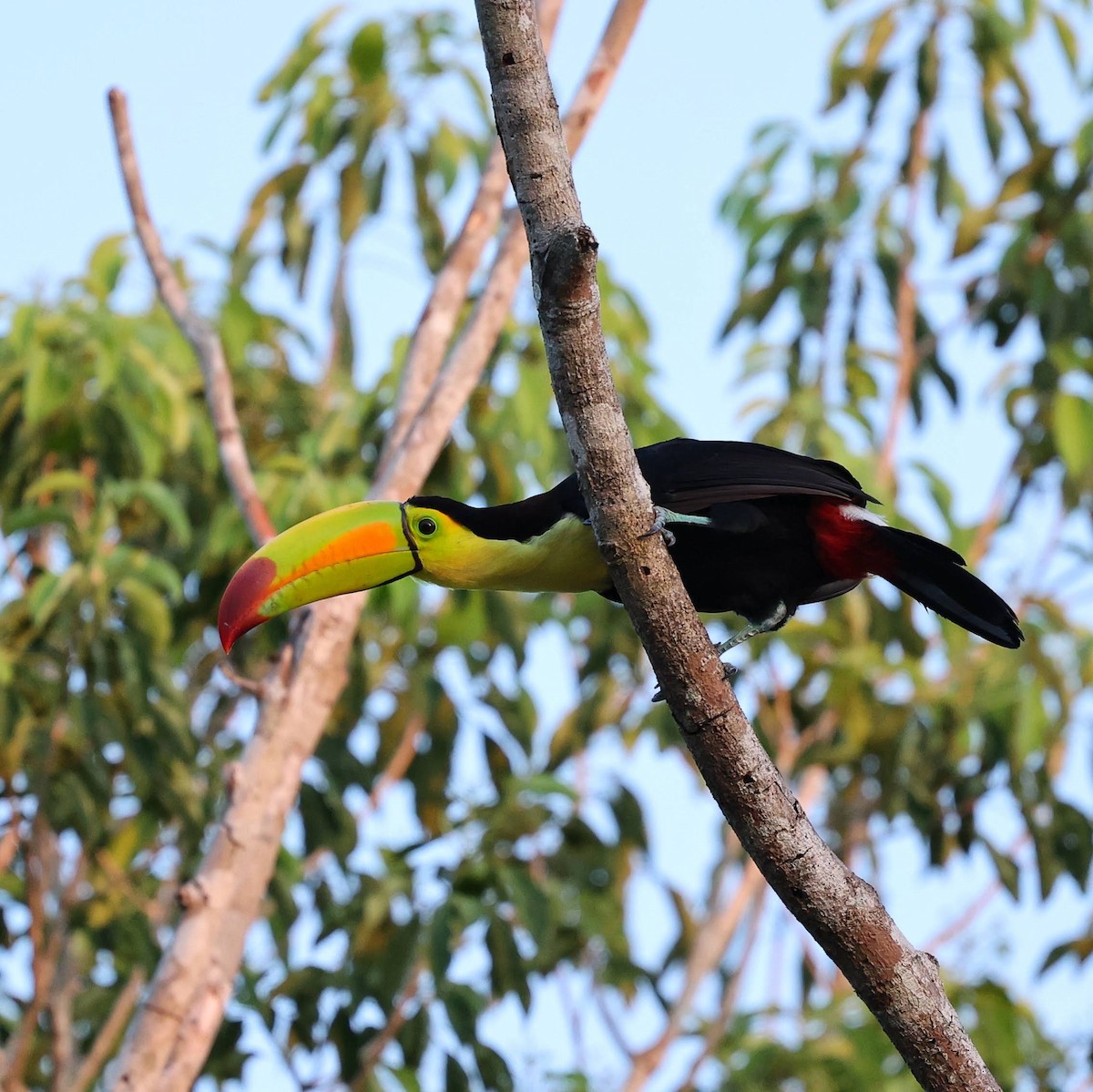 Keel-billed Toucan - ML646111666