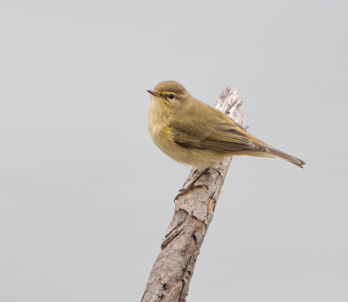 Common Chiffchaff - ML646111667