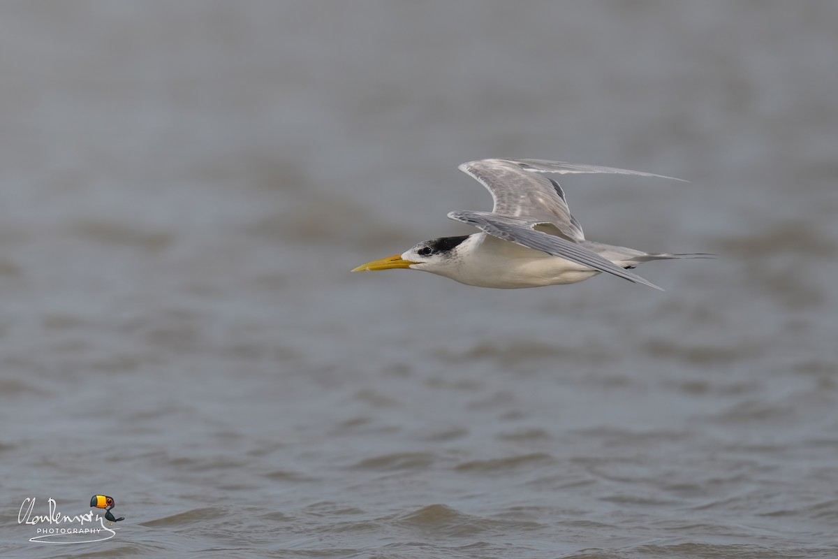 Great Crested Tern - ML646111669