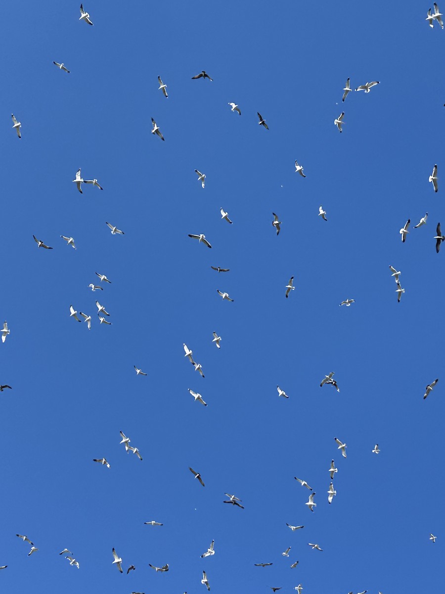 gull sp. - ML646111670