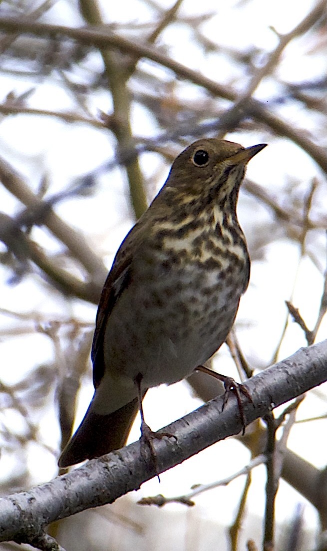 Hermit Thrush - ML646111671