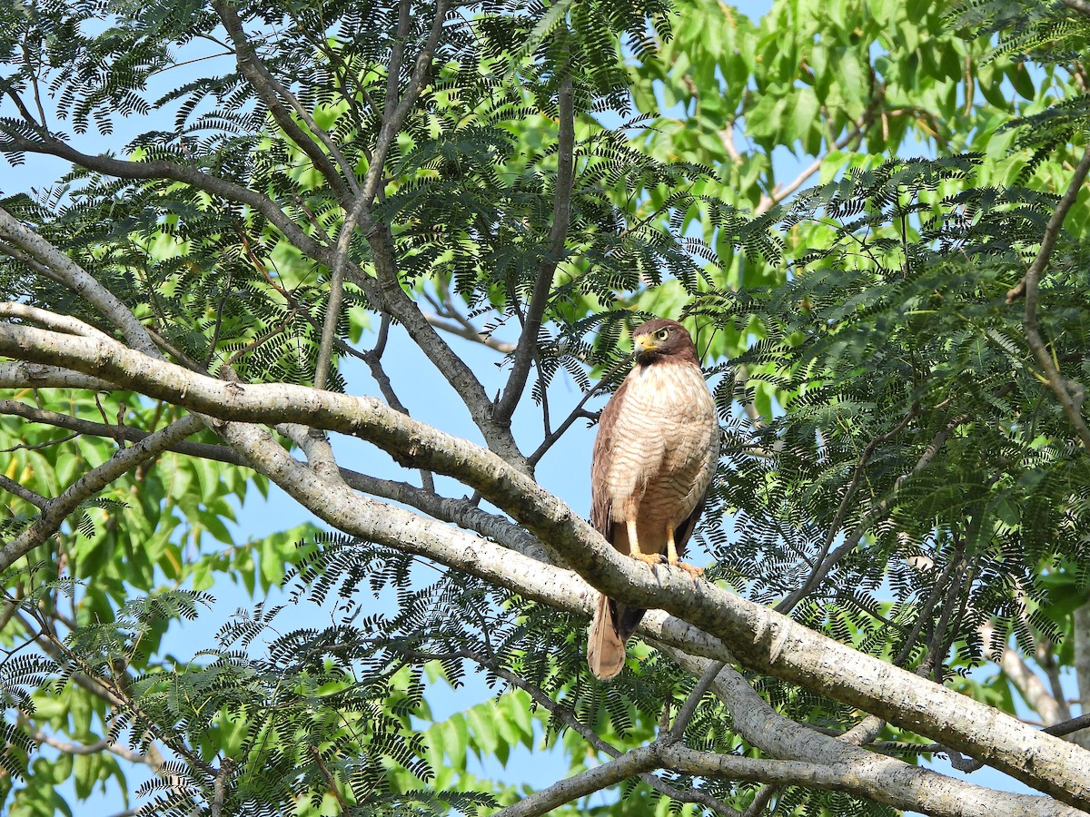 Roadside Hawk - ML646111673