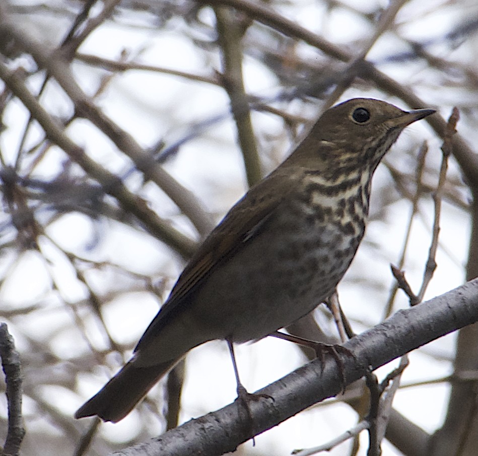 Hermit Thrush - ML646111674