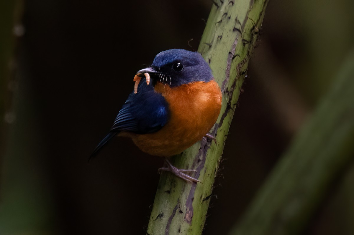 Sulawesi Blue Flycatcher - ML646111675
