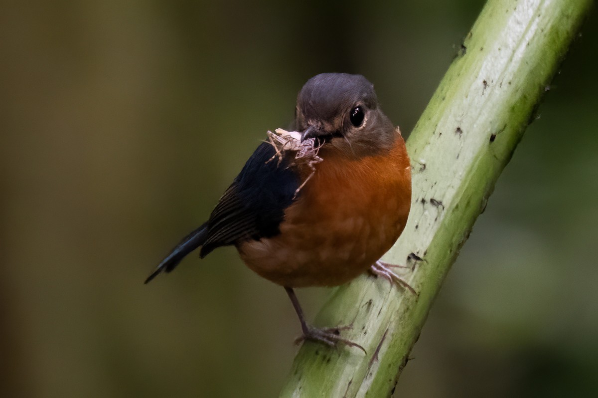 Sulawesi Blue Flycatcher - ML646111676