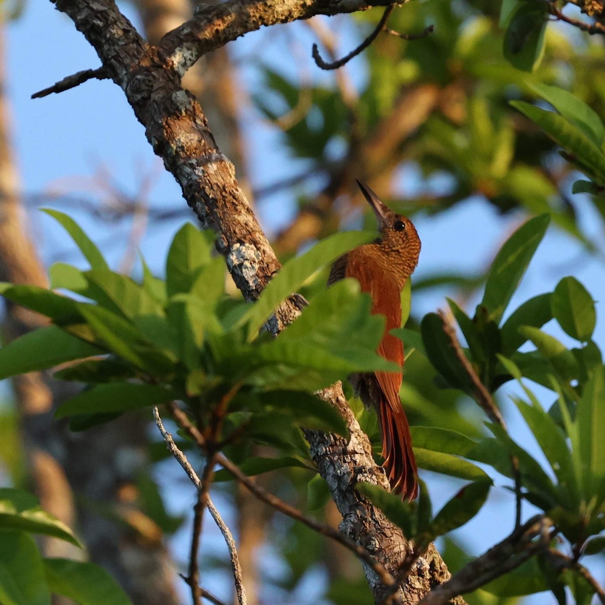 Northern Barred-Woodcreeper (Western) - ML646111677