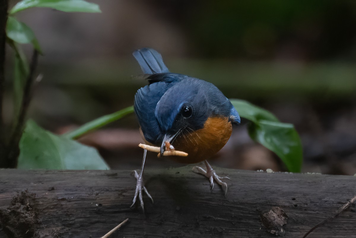 Sulawesi Blue Flycatcher - ML646111678