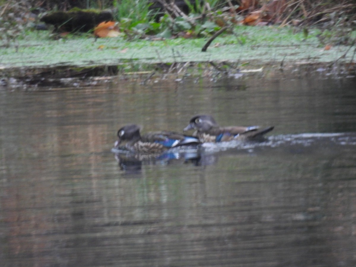 Wood Duck - ML646111679