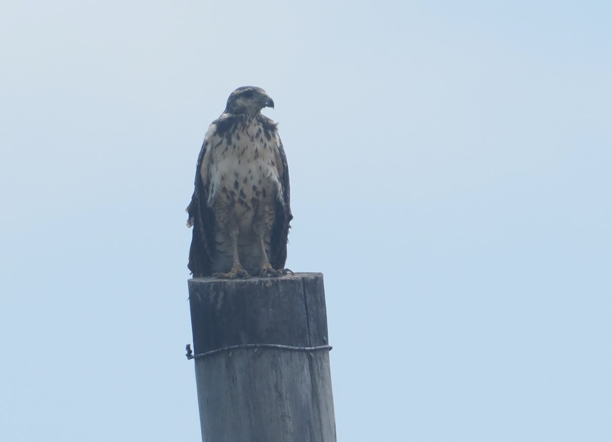 Kızıl Yengeç Şahini - ML646111681