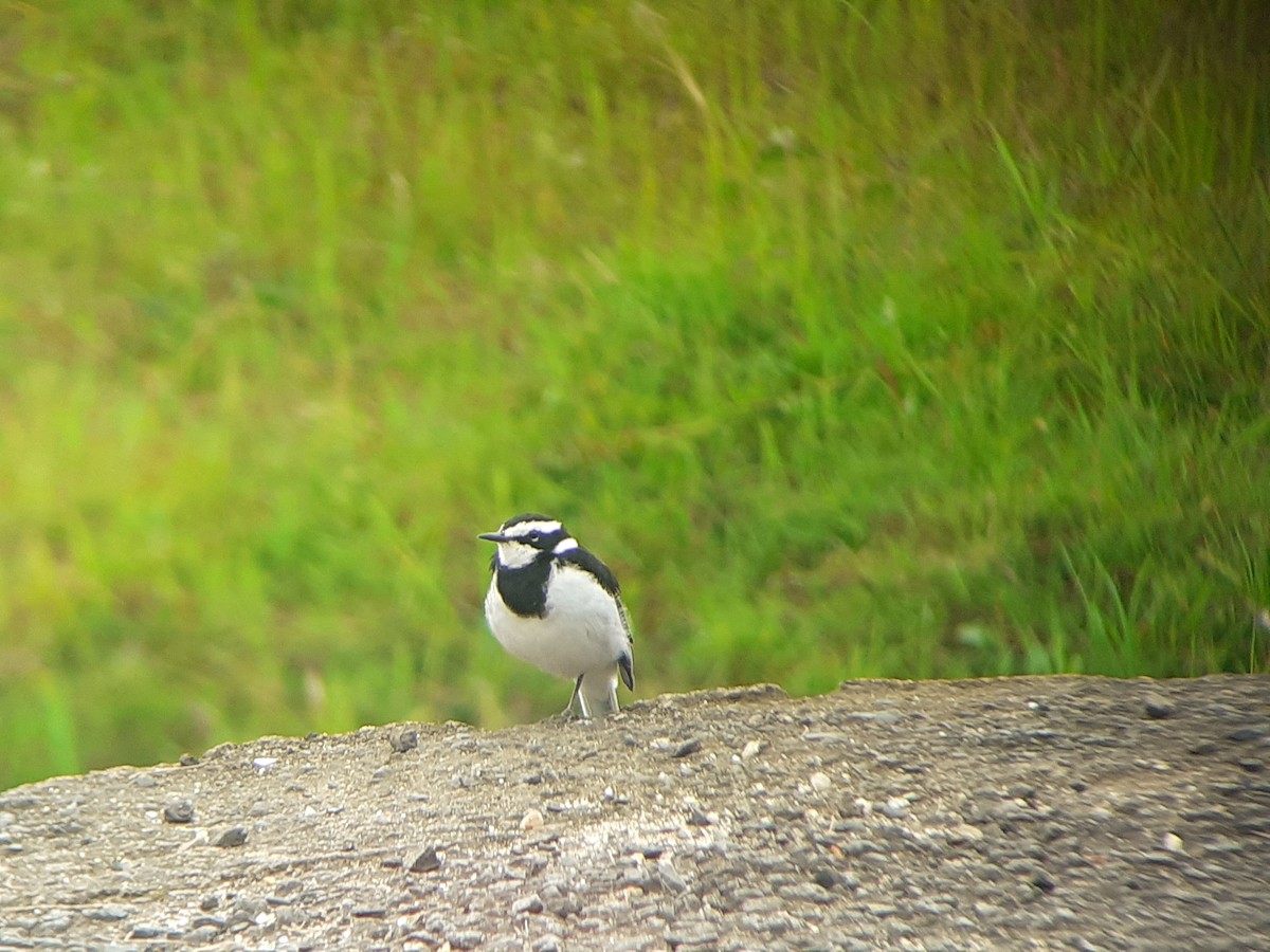 African Pied Wagtail - ML646111682