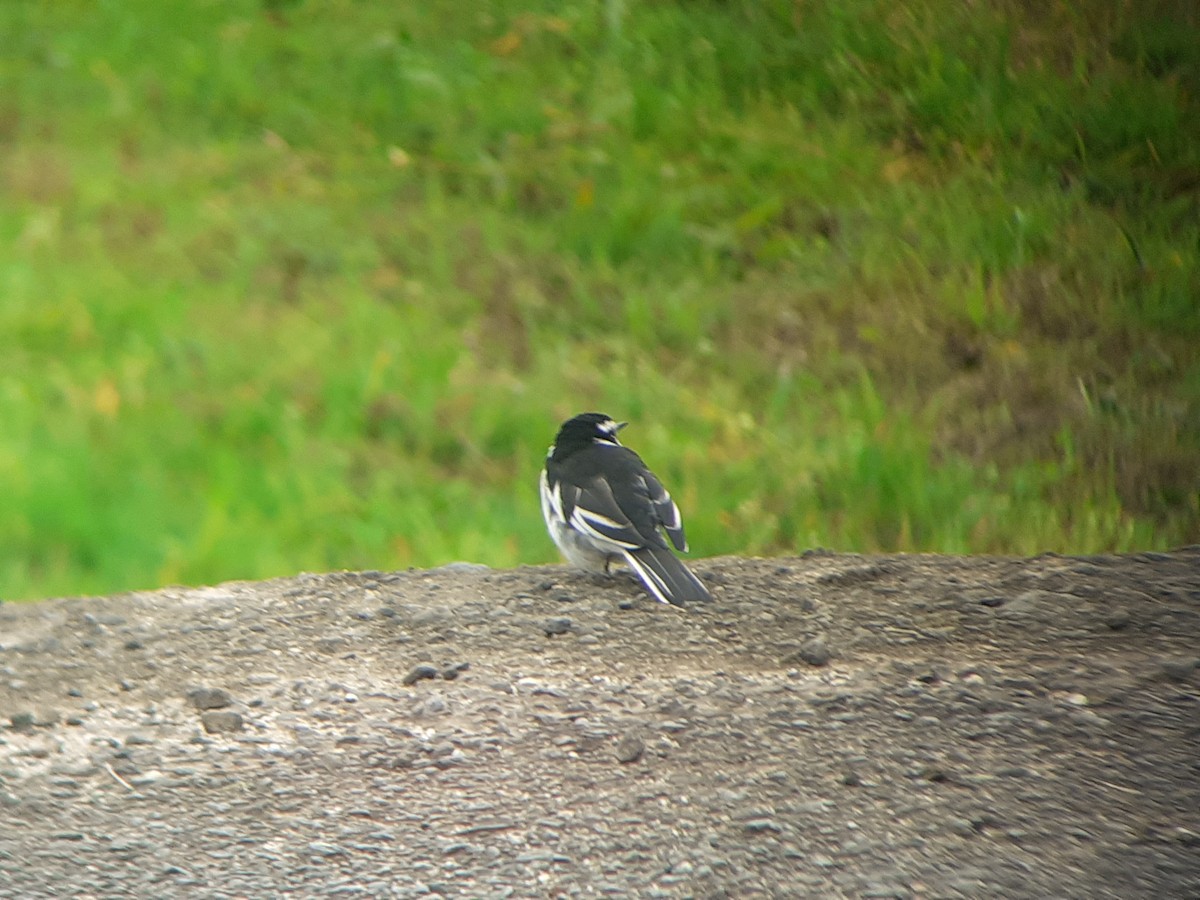 African Pied Wagtail - ML646111683
