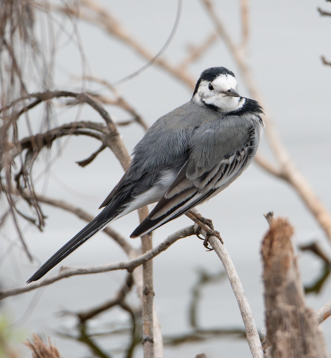 White Wagtail - ML646111689