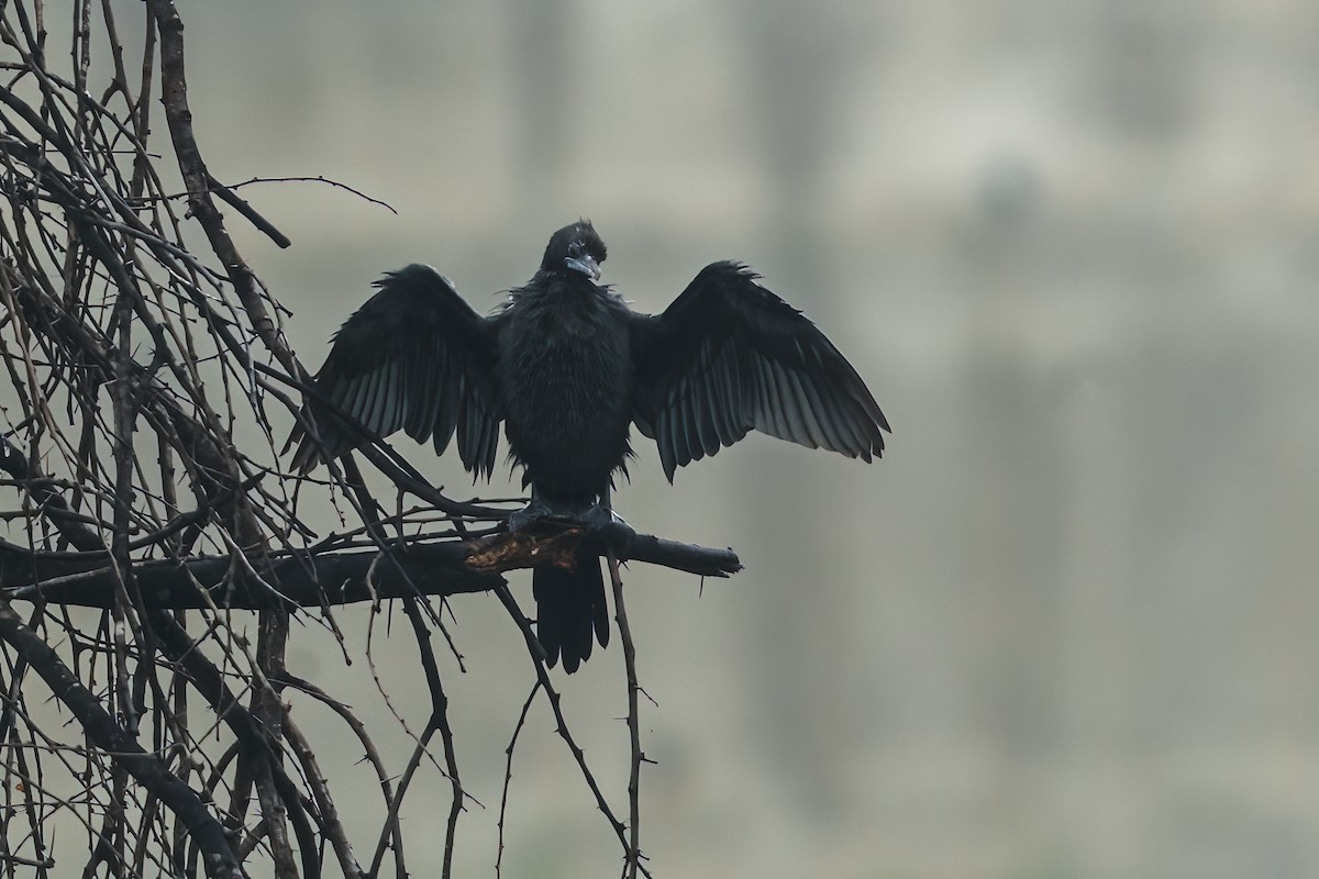 Little Cormorant - ML646111690