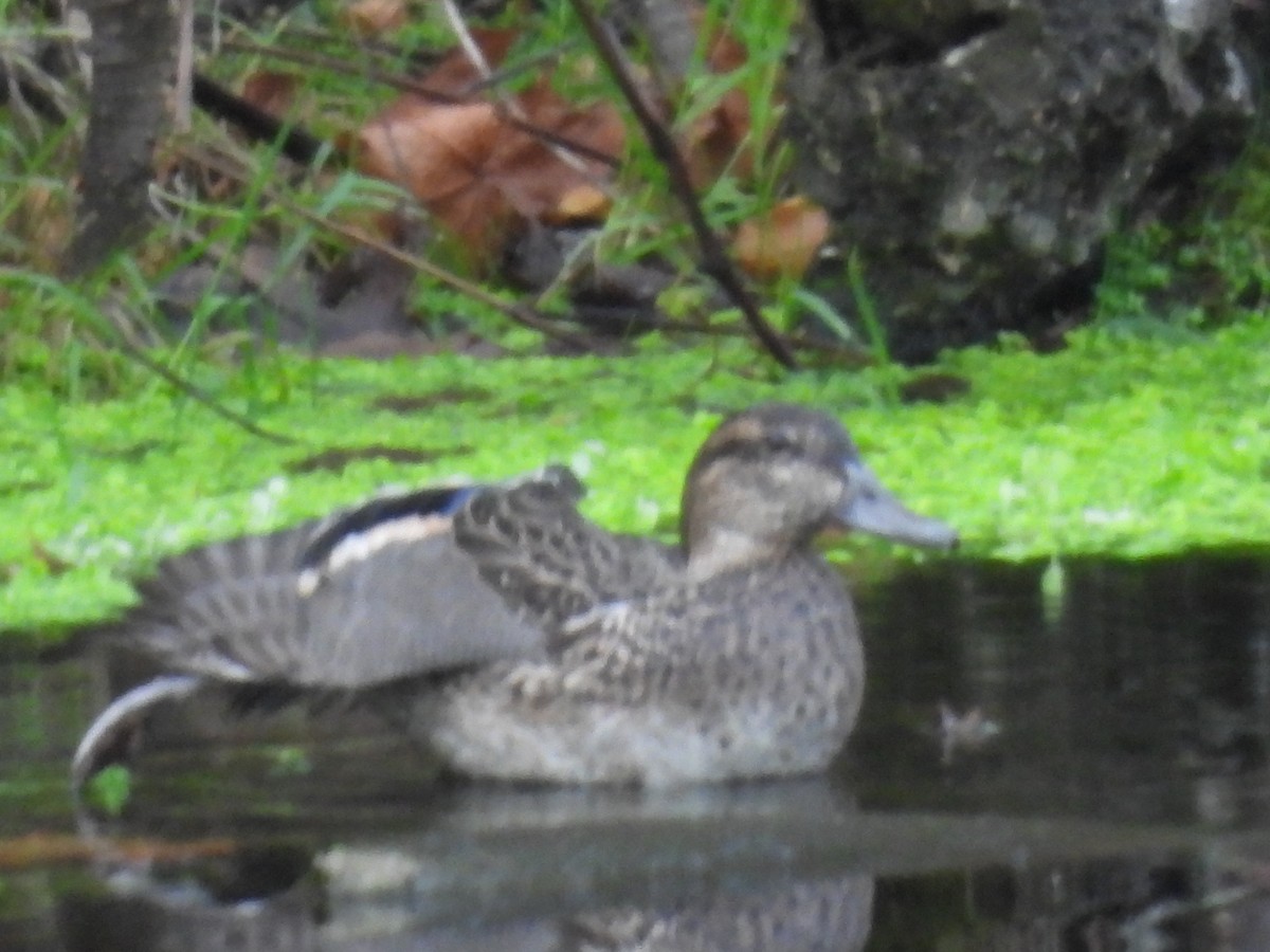Green-winged Teal - ML646111691