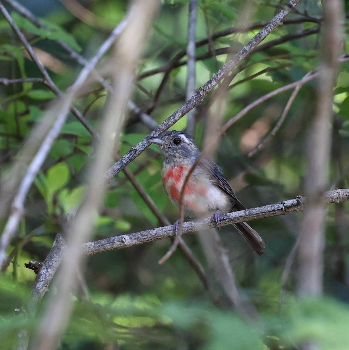 Gray-throated Chat - ML646111693