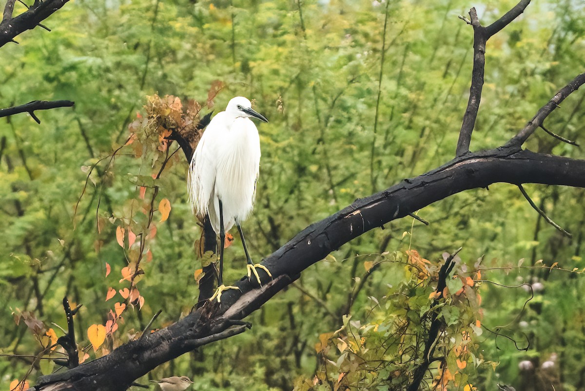 Little Egret - ML646111696