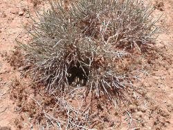 Thekla's Lark - ML646111698