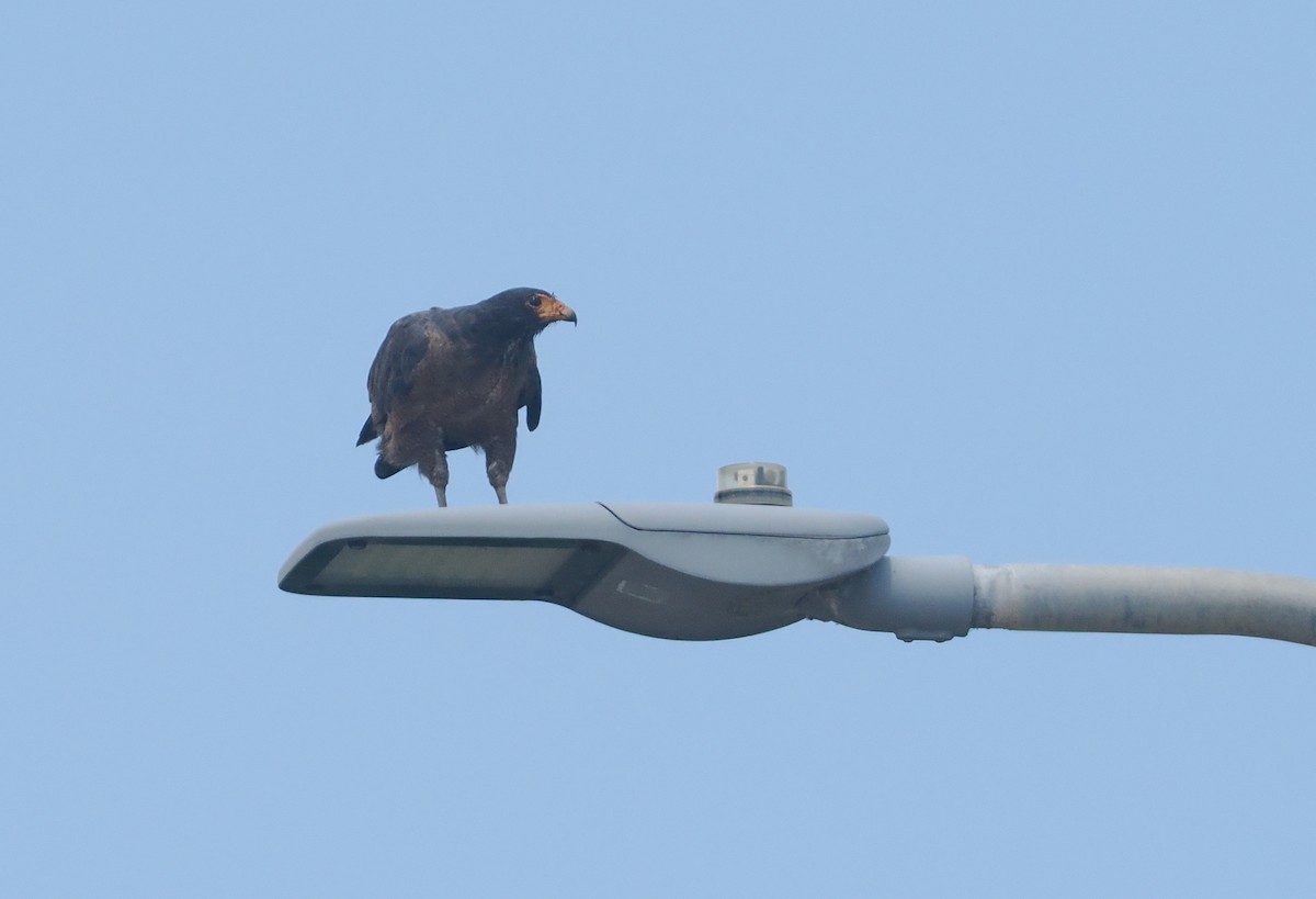 Rufous Crab Hawk - ML646111699