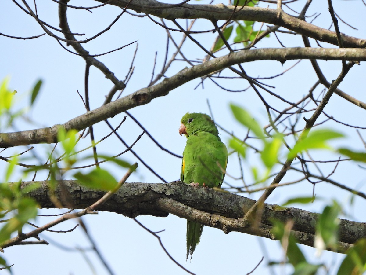 Yellow-chevroned Parakeet - ML646111700
