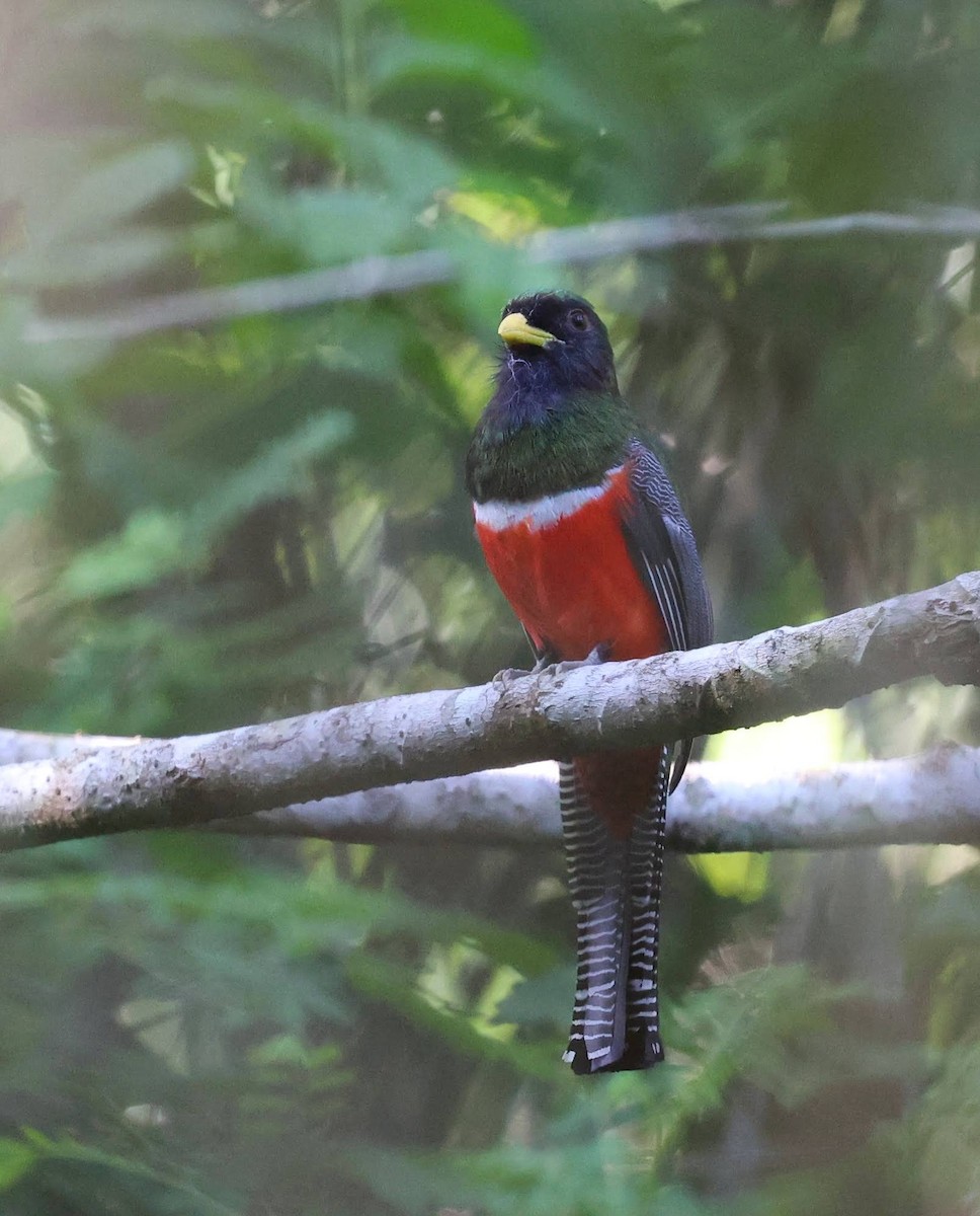 Collared Trogon - ML646111701