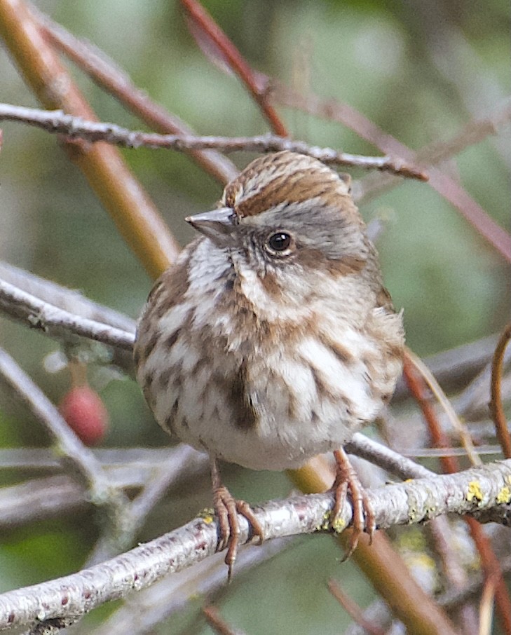 Song Sparrow (montana/merrilli) - ML646111703