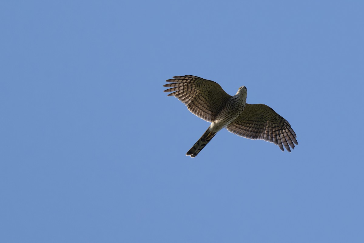 Eurasian Sparrowhawk - ML646111706