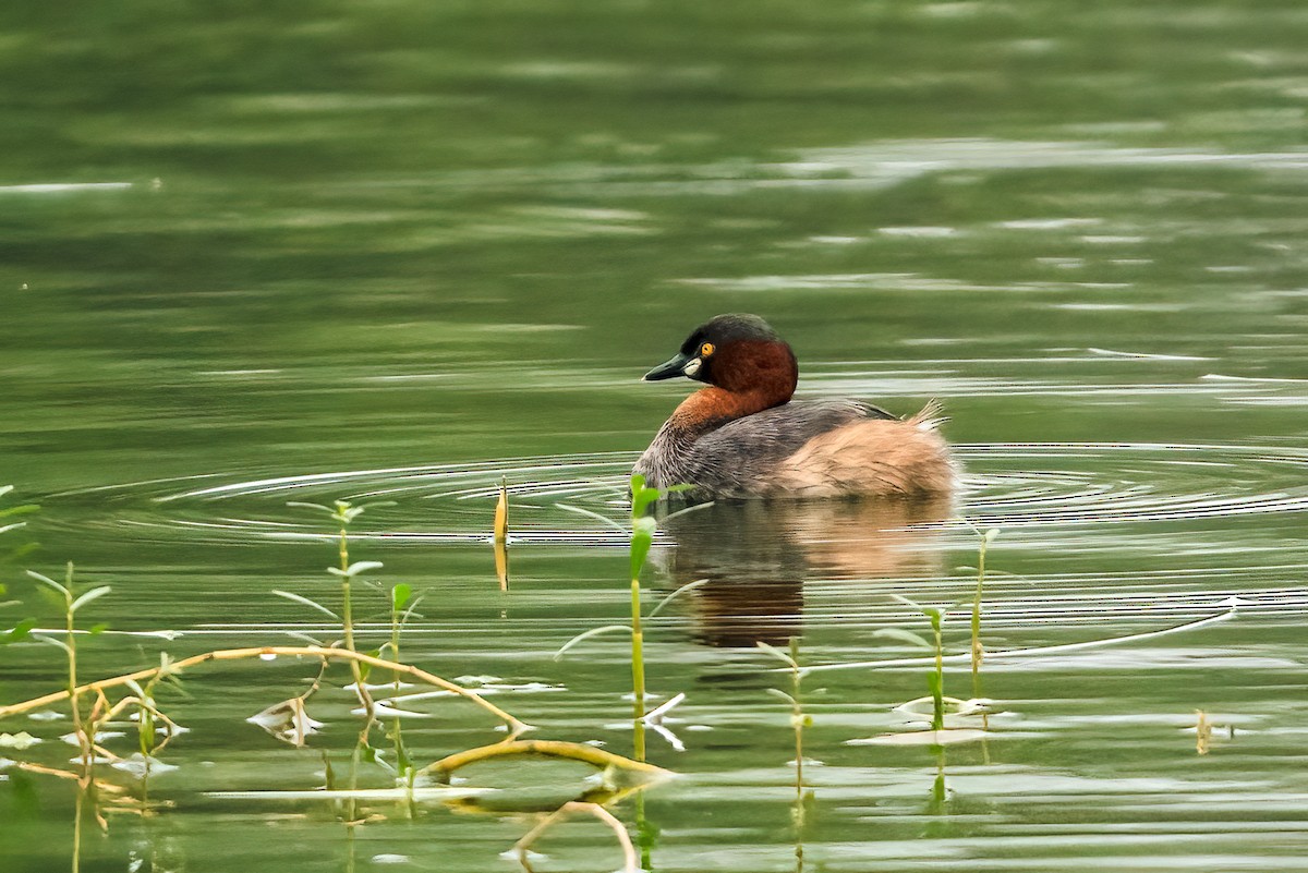 Little Grebe - ML646111707