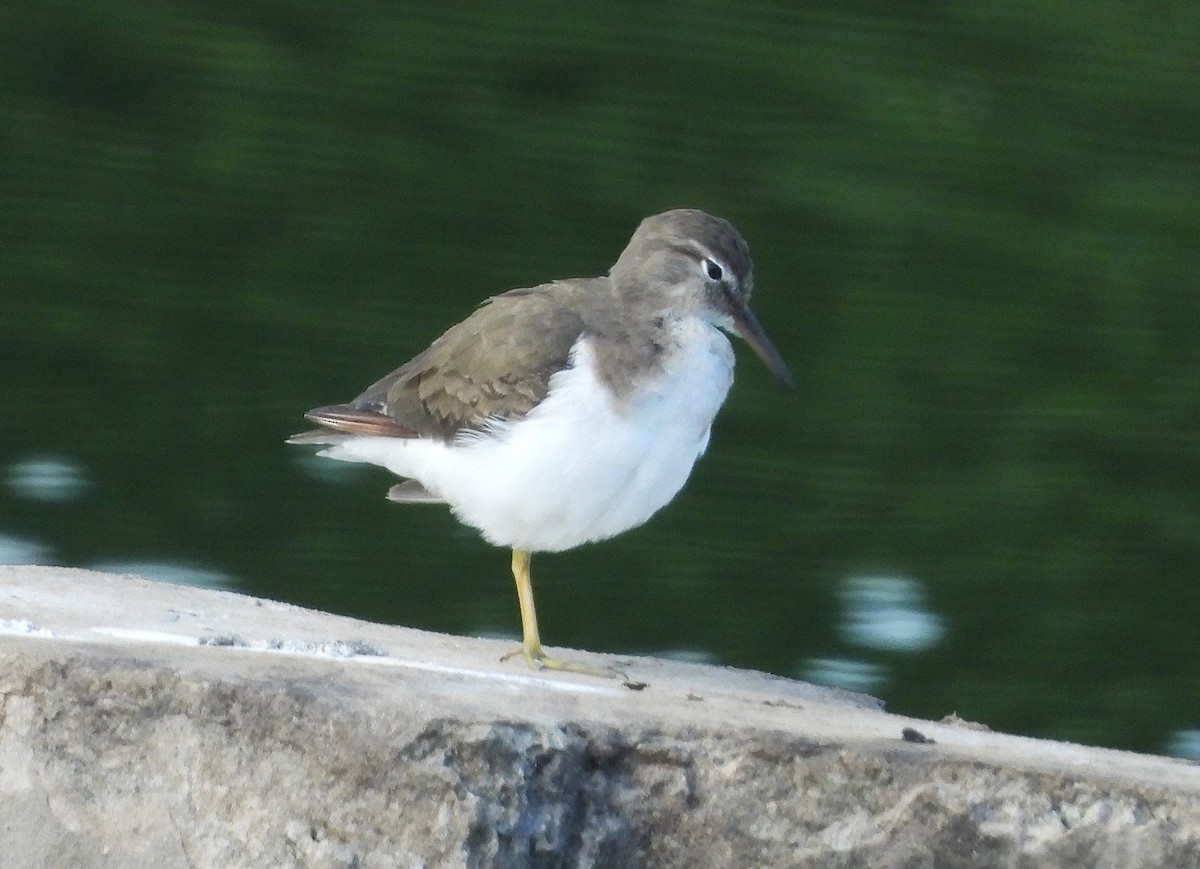 Spotted Sandpiper - ML646111711