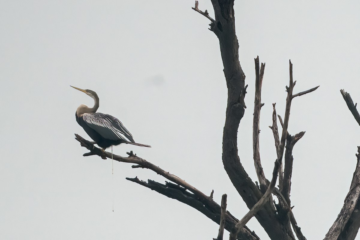Oriental Darter - ML646111712