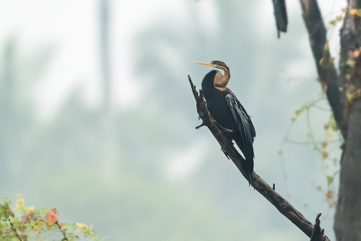 Oriental Darter - ML646111713