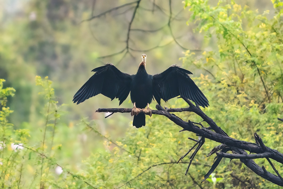 Oriental Darter - ML646111714