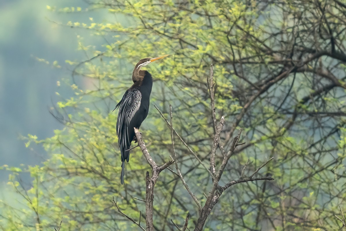 Oriental Darter - ML646111715