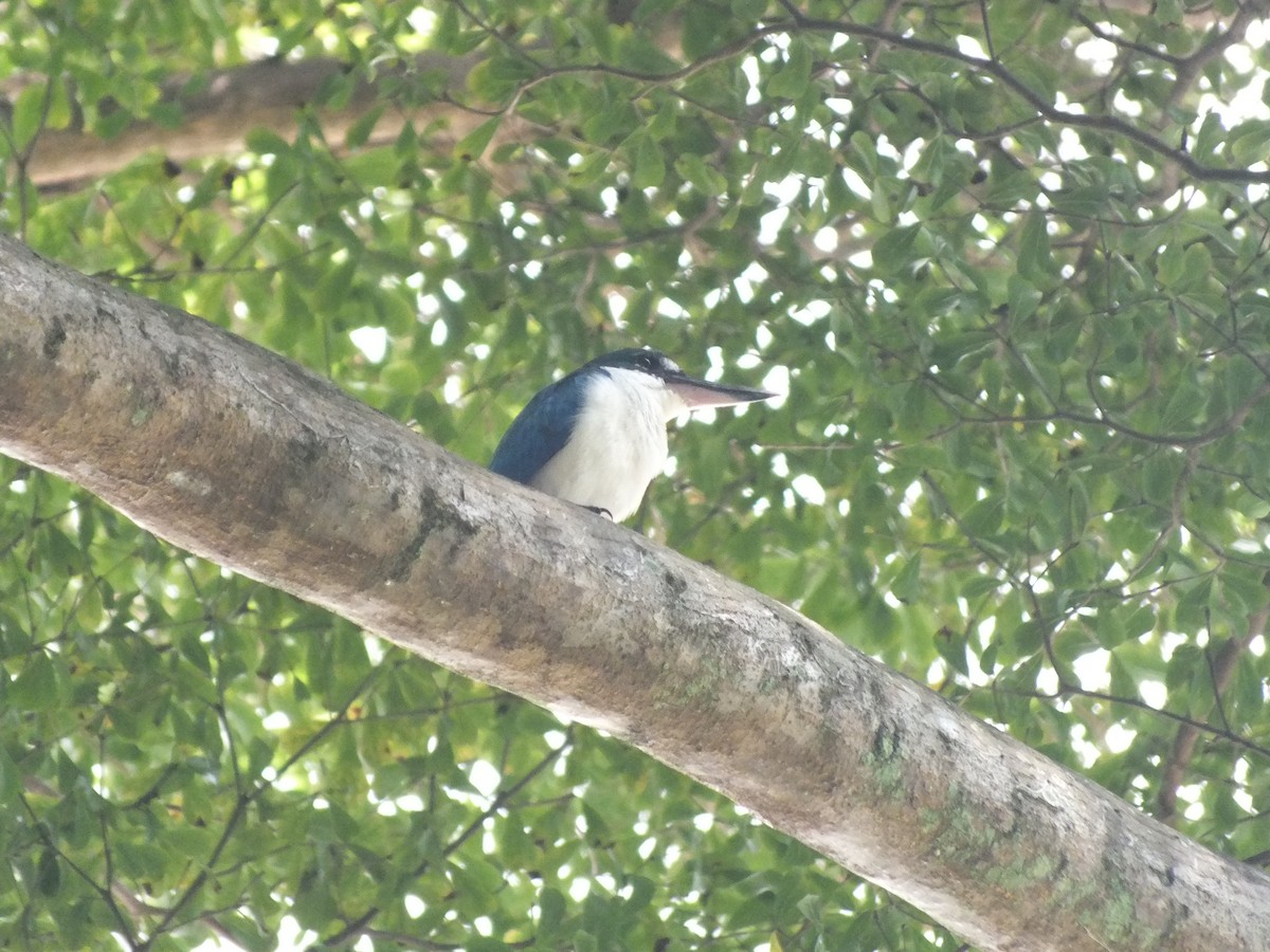 Collared Kingfisher - ML646111716