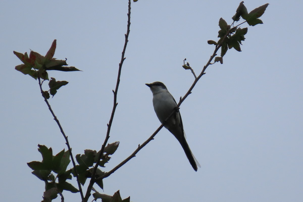 Graumennigvogel - ML646111717