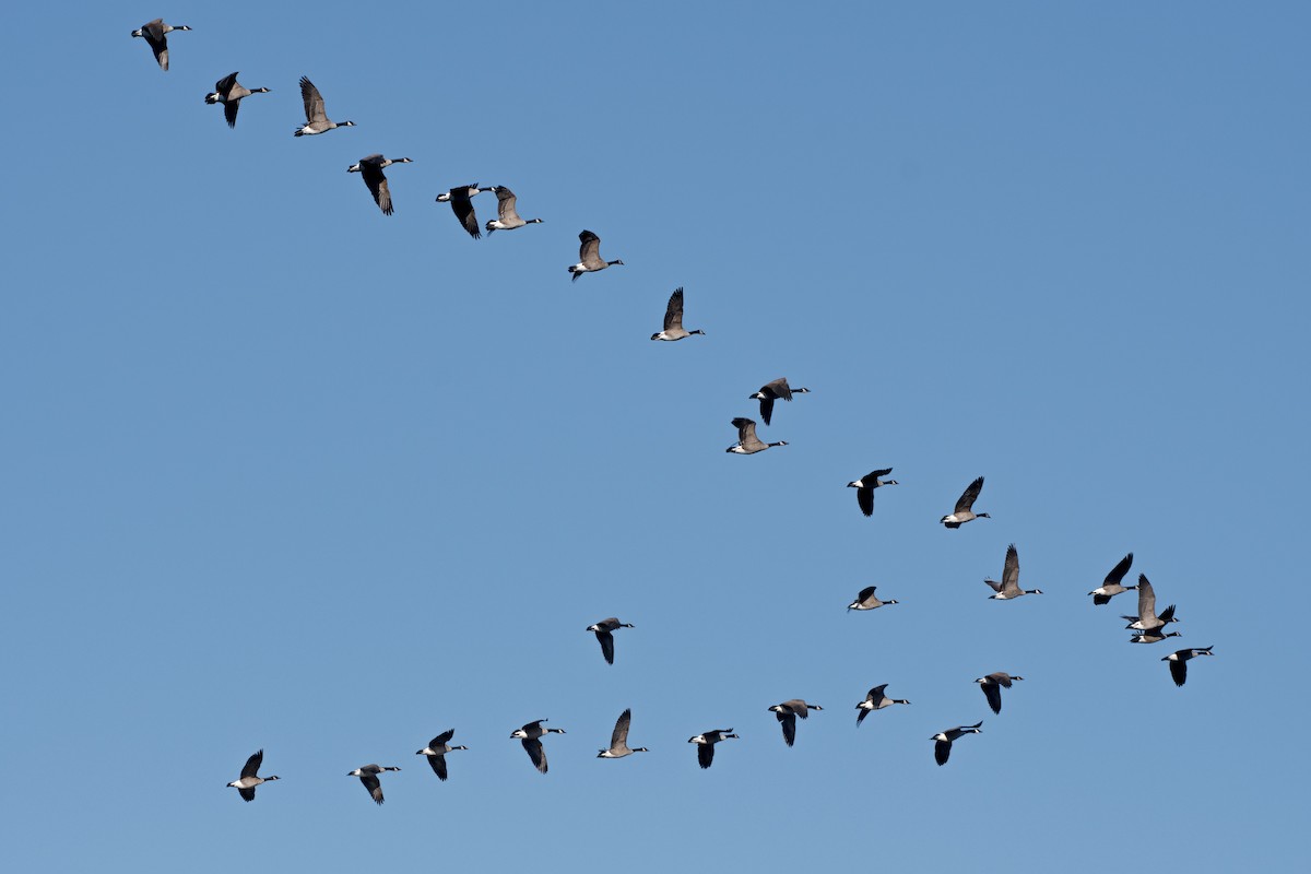 Canada Goose - ML646111718