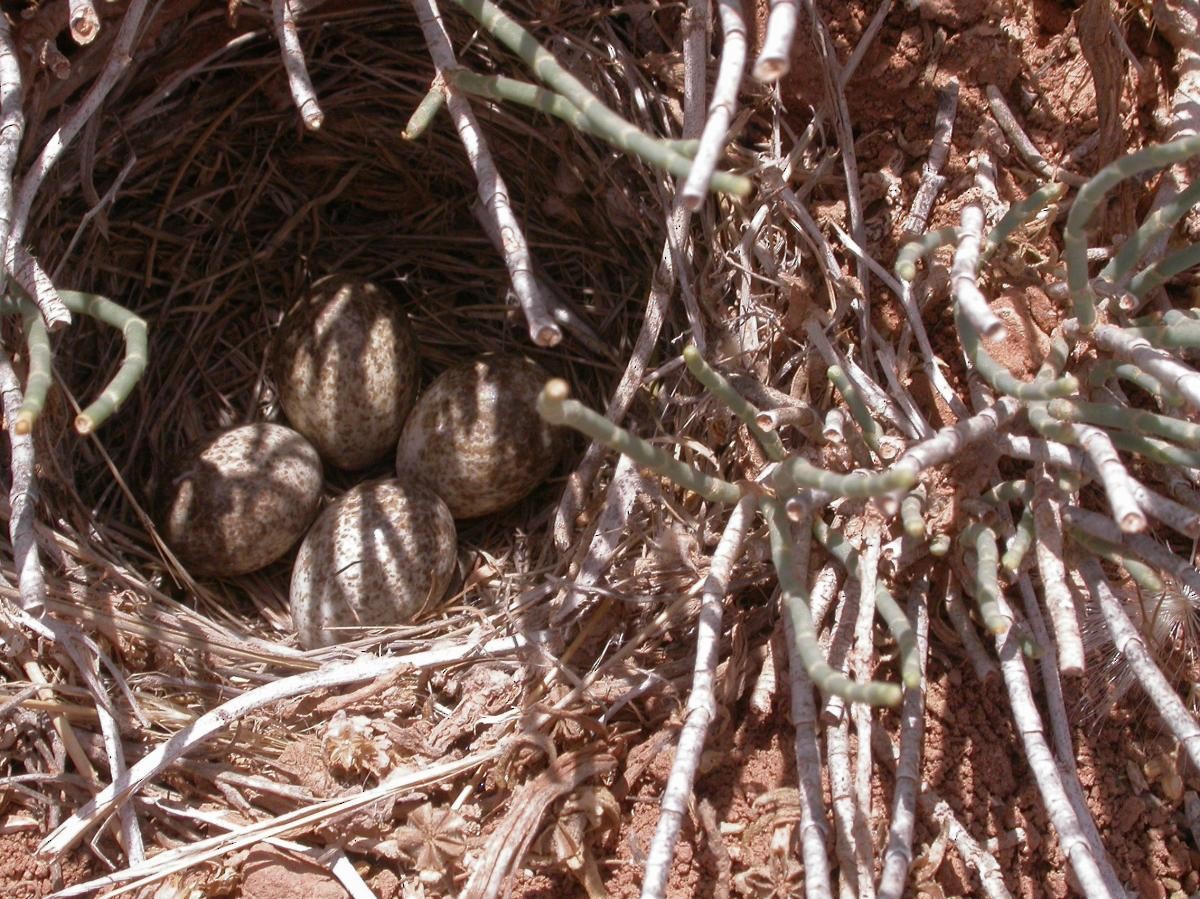 Thekla's Lark - ML646111719