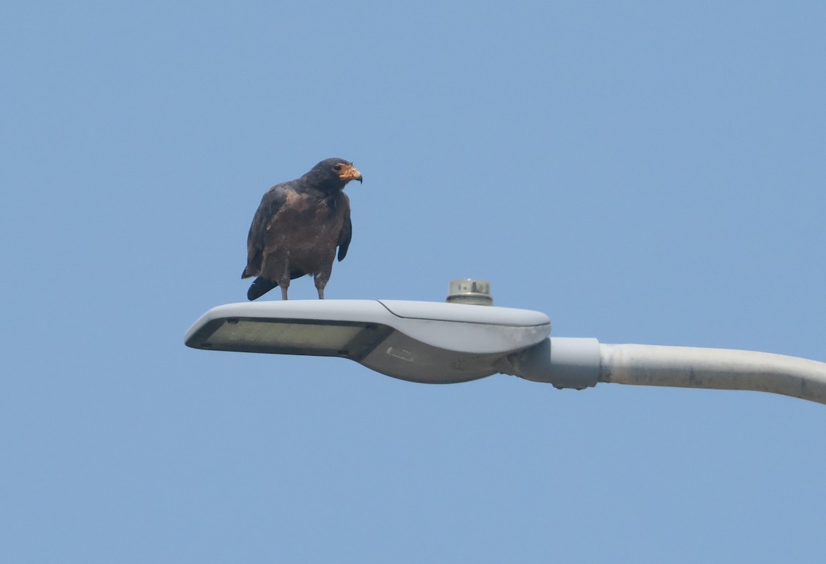 Kızıl Yengeç Şahini - ML646111722