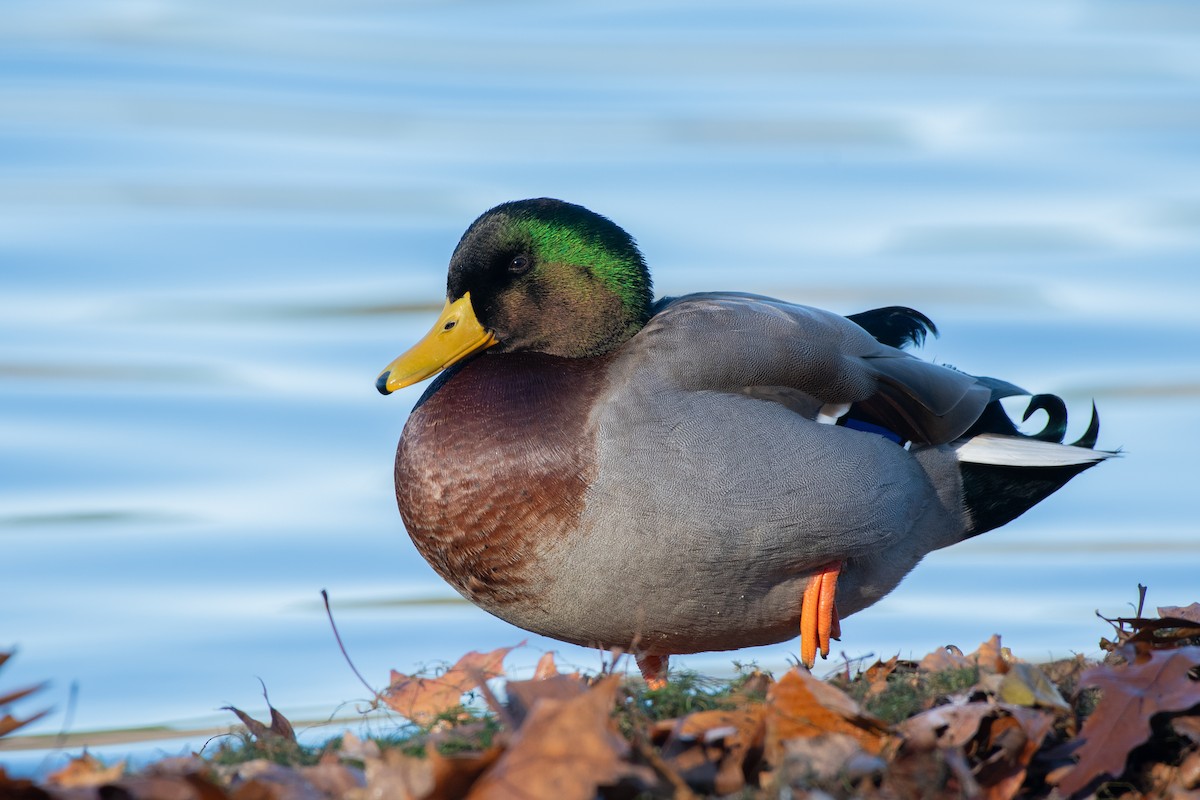 Mallard - ML646111723